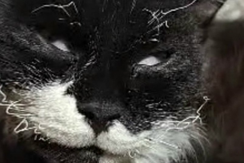 Забайкальцы спасли кота на СВО У забайкальских бойцов СВО теперь есть настоящий талисман кот Томас Во время обстрела пушистый любимец подразделения оказался тяжело ранен получил осколки и ожоги Но военные решили бороться за его жизнь не меньше чем за свою На помощь пришли ветеринары из Забайкалья По видеосвязи они провели дистанционную операцию а санинструктор на месте извлёк осколки и обработал ожоги Теперь Томас идёт на поправку и как отмечают специалисты ведёт себя образцово терпеливо переносит перевязки и чётко выполняет приказы ветеринара История о коте который чудом выжил и остался рядом с бойцами быстро разошлась по соцсетям Для военных он стал символом стойкости а для подписчиков напоминанием что даже на войне есть место заботе и теплу