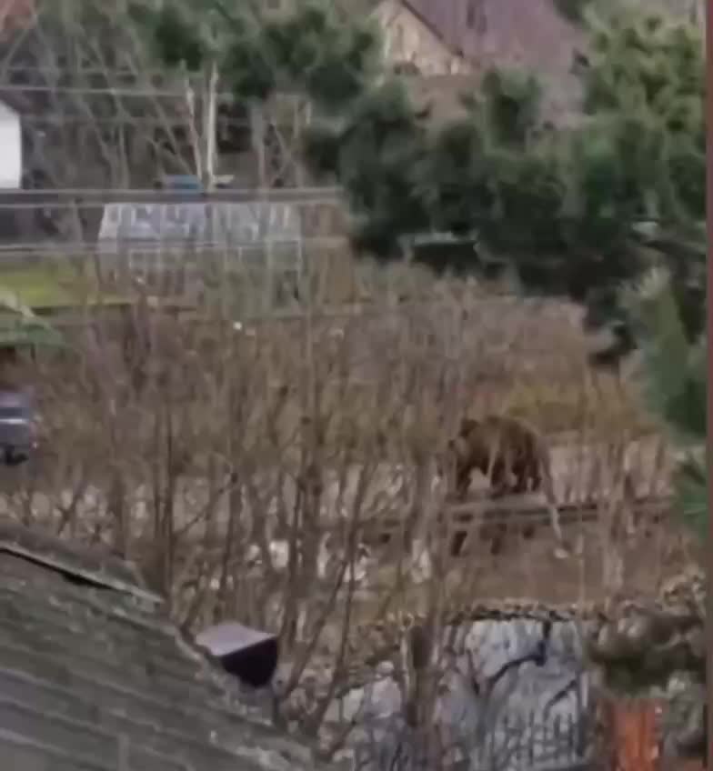 Рост популяции медведей в Подмосковье увеличивает риск встреч с хищниками