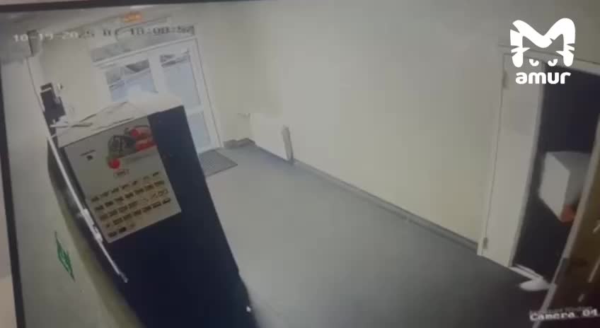 Во Владивостоке задержан гастролёр из Благовещенска, подозреваемый в серии краж