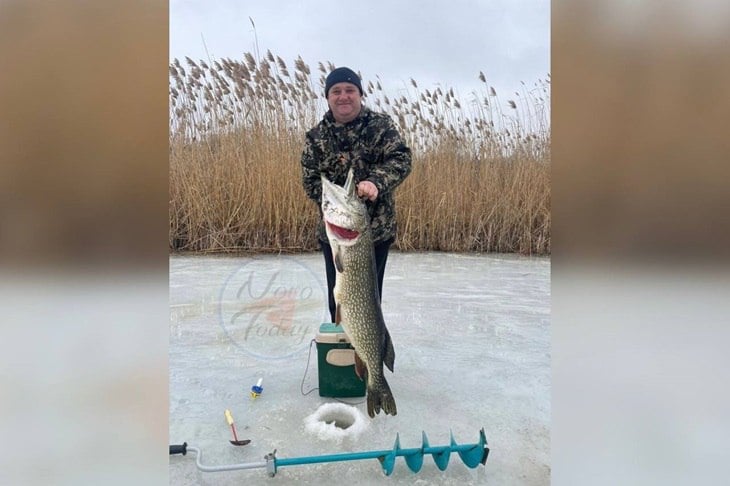 В Новоаннинском районе Волгоградской области рыбаки со стажем братья Самоходкины поймали внушительных размеров щуку. Как сообщает V102.RU, вес улова составил чуть больше 13 килограммов.   Братья попытать свое счастье в зимней рыбалке отправились на реку Бузулук. Помимо внушительного веса, трофей также может похвастаться и большим размером - более 1 м.   Сами же рыбаки признались, что побили свой собственный рекорд.