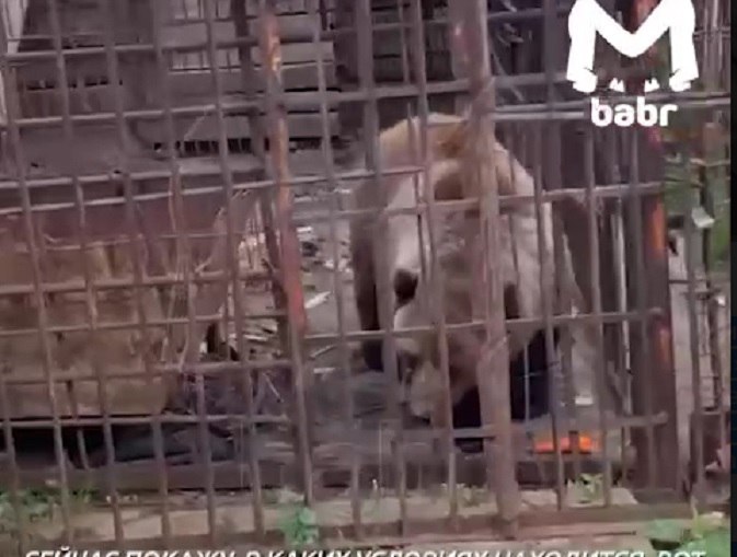 В Листвянке бросили медведицу Марту Владельцы частного зоопарка «Живые медведи» в Листвянке уехали и бросили медведицу Марту. Зверь живёт в клетке без воды и еды, кормят его сердобольные волонтёры. Об этом сообщает телеграм-канал «Взгляд Иркутска». В мэрии Листвянки сообщили, что владелец якобы присматривает за животным. Однако снятое двумя женщинами видео показывает обратное. В ситуацию вмешались ветеринарная служба и Байкальская природоохранная прокуратура. Подробнее — на Бабре #иркутск