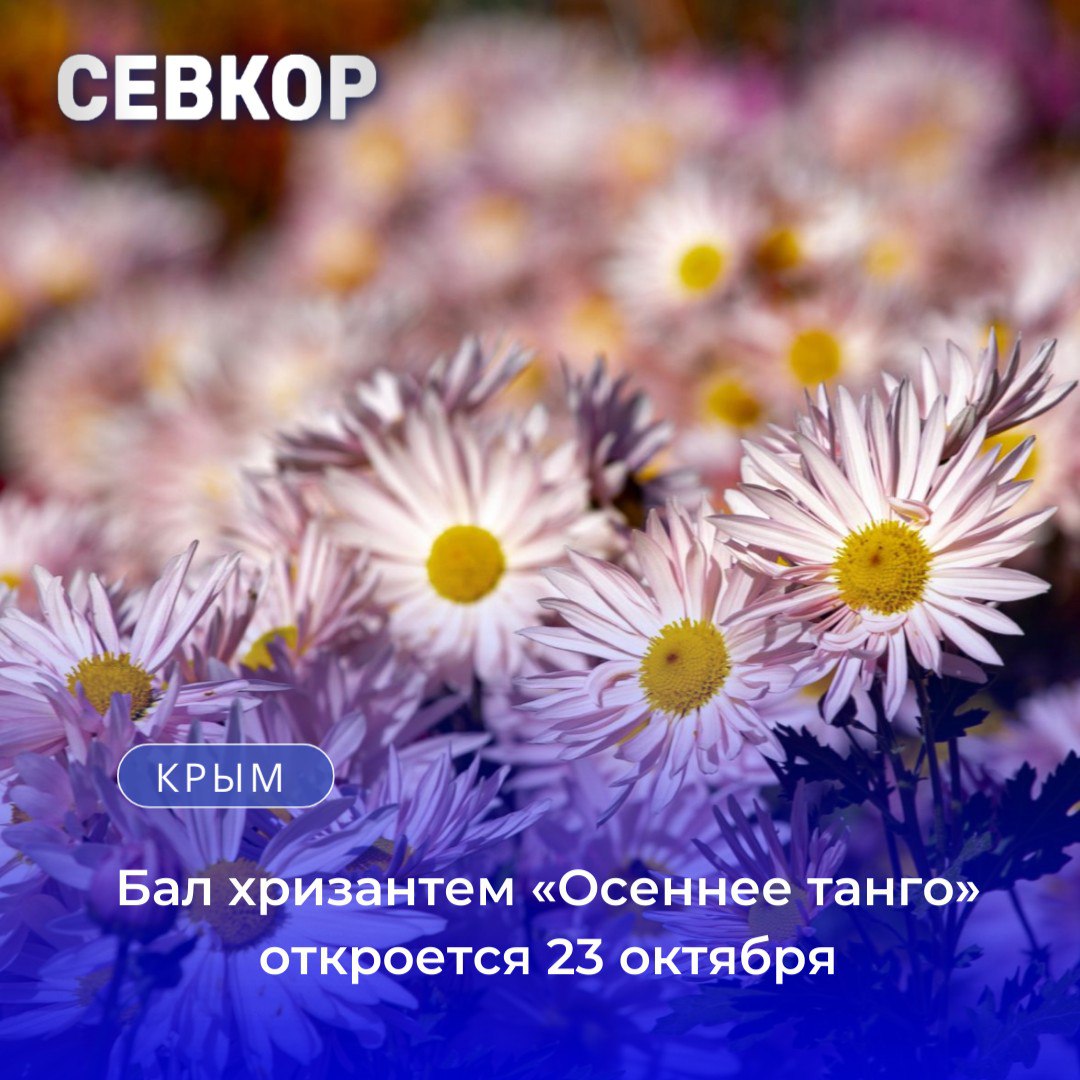 Бал хризантем Осеннее танго откроется в Никитском ботаническом саду 23 октября На празднике будут представлены около 40 тысяч цветов 470 сортов и гибридных форм Особое место займут 14 новинок крупноцветковых гибридов селекции Никитского ботанического сада среди которых Ассоль Гостья из Будущего Жемчужные бусы Зарница Зимний сад Кленовые листья Розовый шёлк Фламинго и другие Также будут показаны семь мелкоцветковых хризантем зарубежной селекции На выставочном участке оформленном по традиционной секторальной схеме впервые распустятся около 3 5 тысячи сеянцев крупноцветковых и около тысячи мелкоцветковых хризантем Посетители смогут предложить свои названия для наиболее интересных цветов Темой бала традиционно становится не только красота цветов но и торжество искусства в программе выступления танцы выбор королевы и принцесс бала 72 я выставка хризантем в Никитском саду продлится до конца ноября Фото Анны Корниловой Севкор теперь в MAX Читайте Севкор