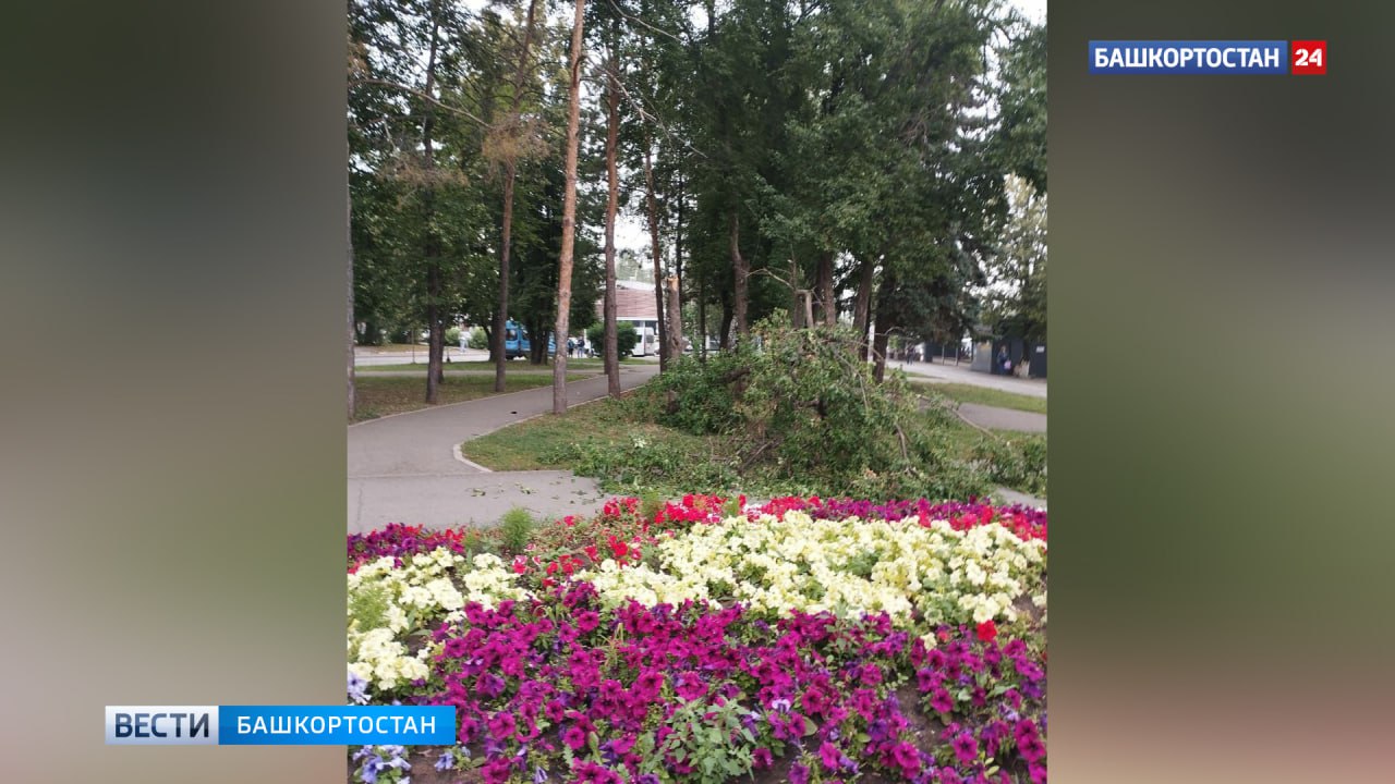 В Уфе на женщину рухнуло дерево Пострадавшую доставили в больницу Сегодня утром в Уфе на проспекте Октября, 21 дерево упало на тротуар. В этот момент мимо проходила женщина 51-летняя женщина, которая попала под удар. На место вызвали скорую помощь. Пострадавшую с травмами доставили в больницу. Подписаться Сообщить новости