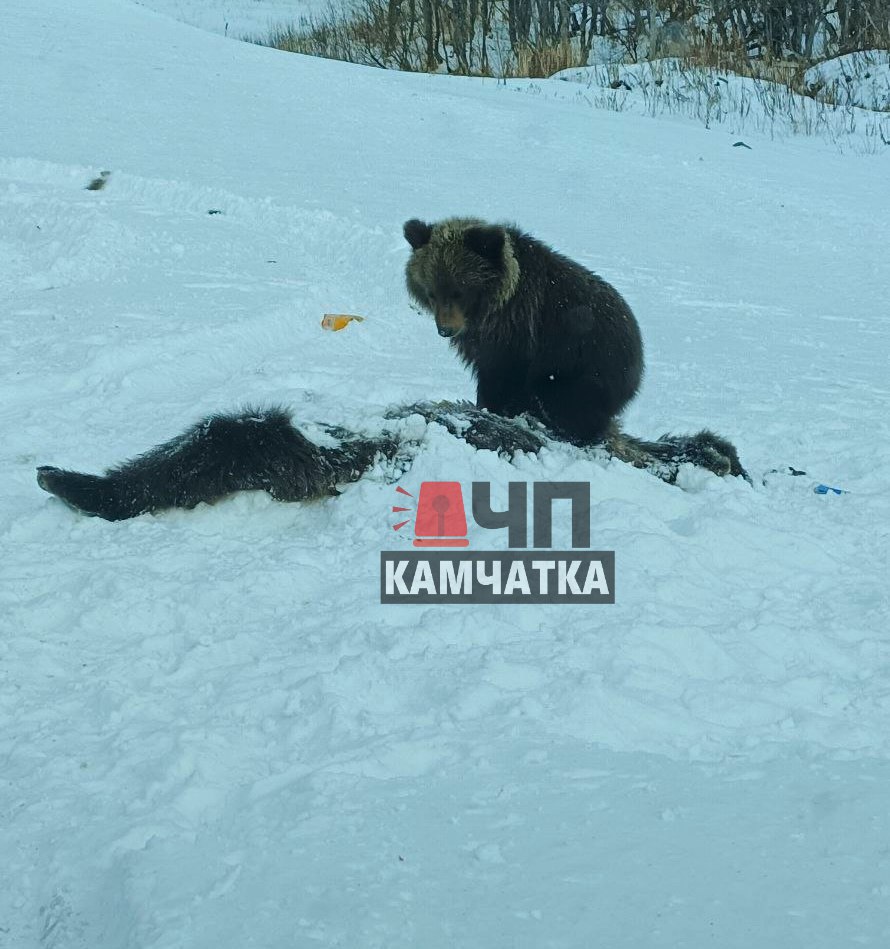 Еще один медвежонок остался сиротой     Подписчица сообщила в «ЧП Камчатка», что на 200 км Мильковской трассы была сбита медведица.  «ПОМОГИТЕ, СПАСИТЕ!!! НА ТРАССЕ МИЛЬКОВО-ПЕТРОПАВЛОВСК НА РЕКЕ БЫСТРОЙ, 200КМ ОТ ГОРОДА, СБИЛИ МАМУ МЕДВЕДИЦУ, А СОВСЕМ КРОХОТНОГО МЕДВЕЖОНКА ОСТАВИЛИ УМИРАТЬ  МЫ НЕ ЗНАЕМ КУДА ОБРАТИТЬСЯ!!! НО РЕБЕНКА НУЖНО СПАСАТЬ »,  - обратилась к нам девушка.  Уже второй медвежонок на Камчатке остался без мамы, и будет вынужден выживать самостоятельно