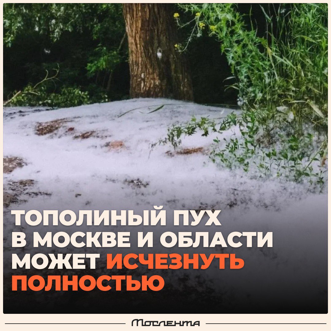 Тополиный пух может исчезнуть в Москве в ближайшие десять лет. Климатологи объясняют сокращение объёмов пуха генетической селекцией тополей. К тому же в этом году на ситуации сказался холодный июнь. Из-за понижения температуры тополиные почки не успели вовремя сформироваться, что нарушило фазу активного цветения у большинства деревьев. Тот пух, который появился, быстро прибило к земле во время ливней