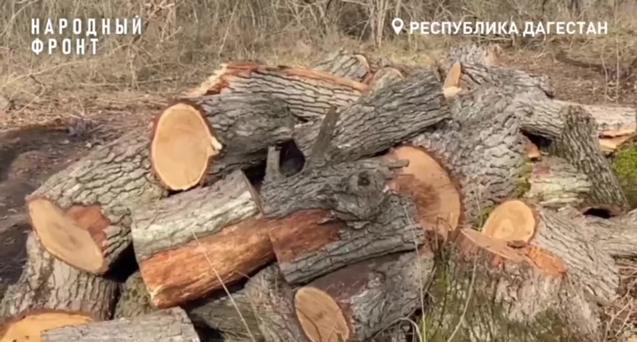 Нарушения лесного законодательства в Каякентском районе: вырубка деревьев и незаконное строительство