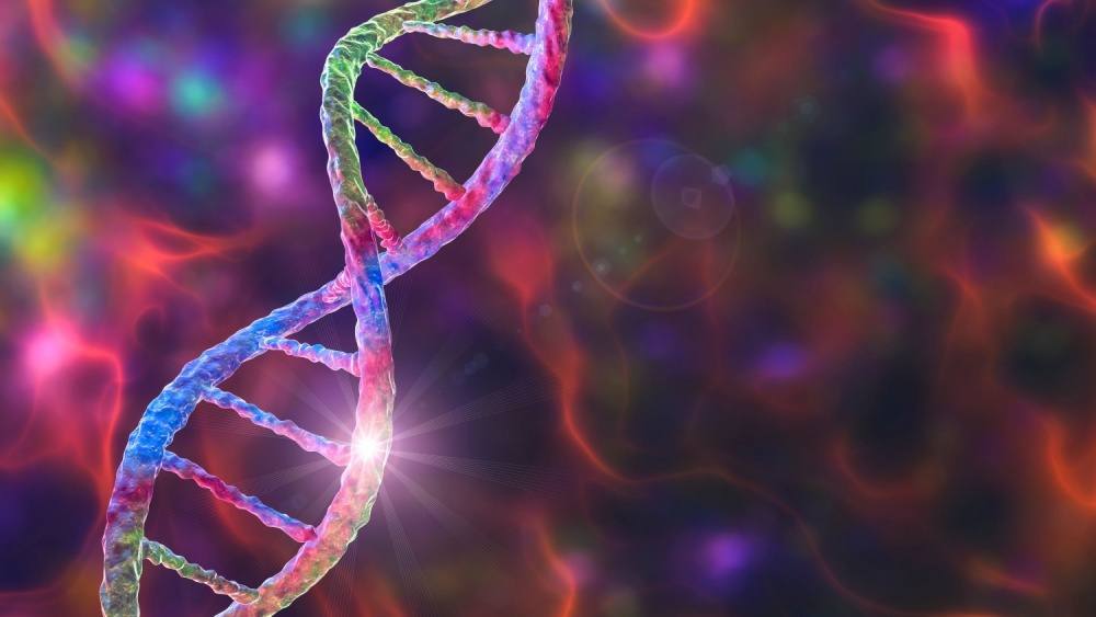 Биоинженеры нашли способ омолодить стареющие клетки Биомедицинские инженеры из Техасского университета A M создали технологию которая помогает вернуть клеткам способность производить энергию Это важно потому что с возрастом наши клетки теряют маленькие энергетические станции митохондрии Без достаточного количества митохондрий клетки слабеют и хуже работают особенно нервные и мышечные Ученые использовали специальные частицы в форме цветков наноцветы вместе со стволовыми клетками Эти клетки начали производить вдвое больше митохондрий Если поместить такую усиленную стволовую клетку рядом со старой или больной она делится энергией с соседней клеткой Это открытие в будущем может помочь в борьбе с возрастными заболеваниями болезнями сердца и нейродегенеративными расстройствами такими как болезнь Альцгеймера Метод хорош тем что не нужны лекарства или генетические модификации клетки самостоятельно лечат себя естественным способом После лечения новыми методами клетки получают дополнительные митохондрии и снова начинают функционировать становясь более устойчивыми к вредным воздействиям например к химиотерапии Telegram МAX все наши каналы