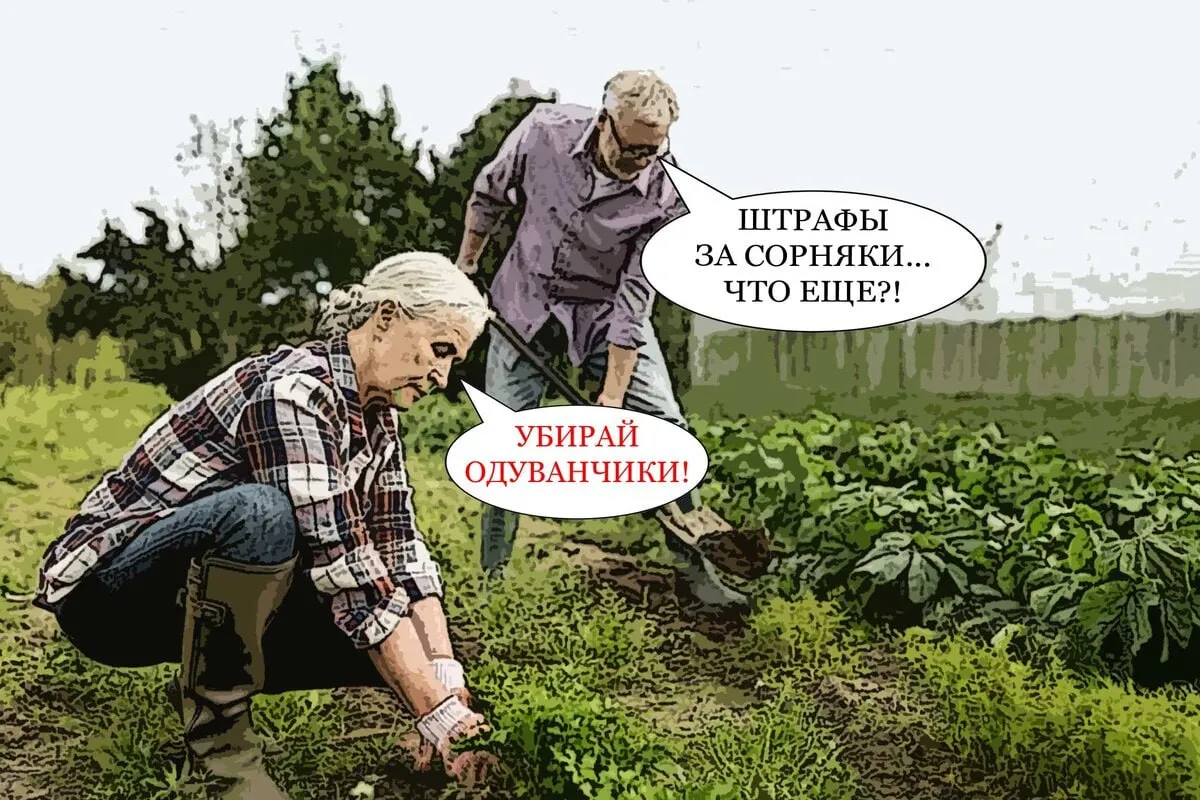 Девять гектаров земли отняли у пермяка из за сорняков Мужчина три года не обрабатывал свой участок он зарос бурьяном кустами и даже деревьями Россельхознадзор потребовал навести порядок но собственник проигнорировал Его дважды штрафовали но это не помогло В итоге ведомство обратилось в Чусовской городской суд который постановил изъять участок в собственность государства   Подписаться   Дать буст Мы в MAX