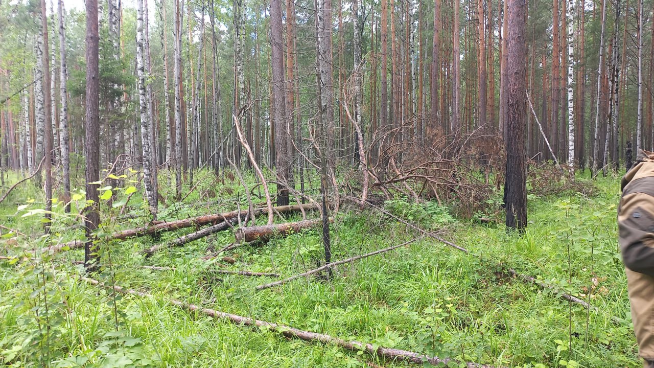 Бизнесмен из Красноярского края уличён полицией в незаконной вырубке леса более чем на 1,2 млн рублей В Красноярском крае оперативники уголовного розыска и подразделения экономической безопасности и противодействия коррупции МО МВД России «Енисейский» выявили факты незаконной рубки лесных насаждений, совершённые 35-летним предпринимателем из посёлка Стрелка. Полицейским установлено, что заготовкой хвойных деревьев бизнесмен занимался с 2022 по 2023 год на территории Енисейского и Мотыгинского лесничеств, не имея на это разрешительных документов. Спиленный лес злоумышленник продал неизвестному, чья личность сейчас устанавливается. Общий объём незаконно вырубленной древесины составил более 170 кубических метров, а сумма причинённого ущерба – около 1,2 млн рублей. Следователями МО МВД России «Енисейский» в отношении подозреваемого возбуждены три уголовных дела по ч. 2 и 3 ст. 260 Уголовного кодекса Российской Федерации. На период расследования фигуранту избрана мера пресечения в виде домашнего ареста.