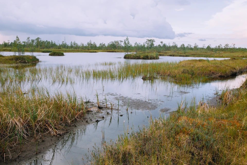В Челябинской области из болота спасли девушку Жительница Миасса возвращалась домой с девичника Вечеринка удалась но после нее девушка заблудилась Она не просто сбилась с дороги а забрела в болото Девушка догадалась позвонить друзьям и объяснить что стряслось А потом провалилась в болото еще глубже После обращения встревоженных друзей на поиски заблудившейся отправились спасатели Обнаружили девушку стоящую по грудь в воде рассказали в Поисково спасательной службе Челябинской области Пострадавшую транспортировали до дома и передали родственникам Подписаться на chelkp