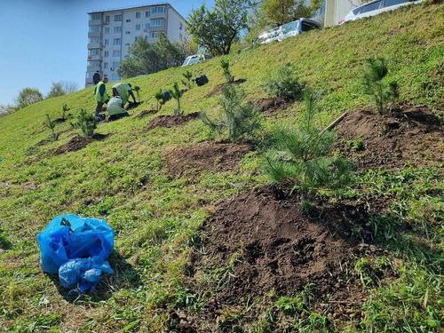 Во Владивостоке  проводятся активные работы по озеленению. На улицы города в 2024 году высажено более 9000 растений, включая 9 712 деревьев и кустарников, среди которых 707 хвойных и 198 лиственных деревьев, а также около 8000 кустарников и многолетних цветов.   Новые растения, включая яблони, амурский бархат, абрикосы и форзицию, украшают главные улицы, парки и скверы, заменяя старые или больные растения.