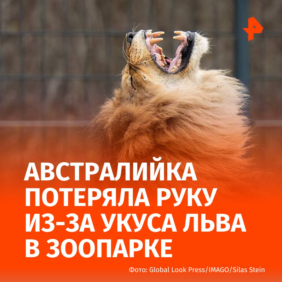 Женщина потеряла руку после укуса льва в зоопарке Австралии, сообщает ABC. "Женщина в возрасте 50 лет была доставлена по воздуху в больницу со значительными травмами после того, как ее укусил лев в зоопарке Квинсленда. Известно, что женщина потеряла руку", — говорится в публикации телеканала. Уточняется, что инцидент произошел в зоопарке Darling Downs Zoo в штате Квинсленд. Животное напало на посетительницу, схватив ее за руку, во время того, как она наблюдала за смотрителями, работающими в отделе по борьбе с хищниками. По словам представителей зоопарка, ранее лев никогда не покидал своего вольера, поэтому он не должен был представлять никакой опасности для персонала или посетителей. В результате произошедшего проводится проверка. Зоопарк временно закрыли. По предварительной информации, льва не собираются усыплять "или как-то наказывать". Буст Отправить новость