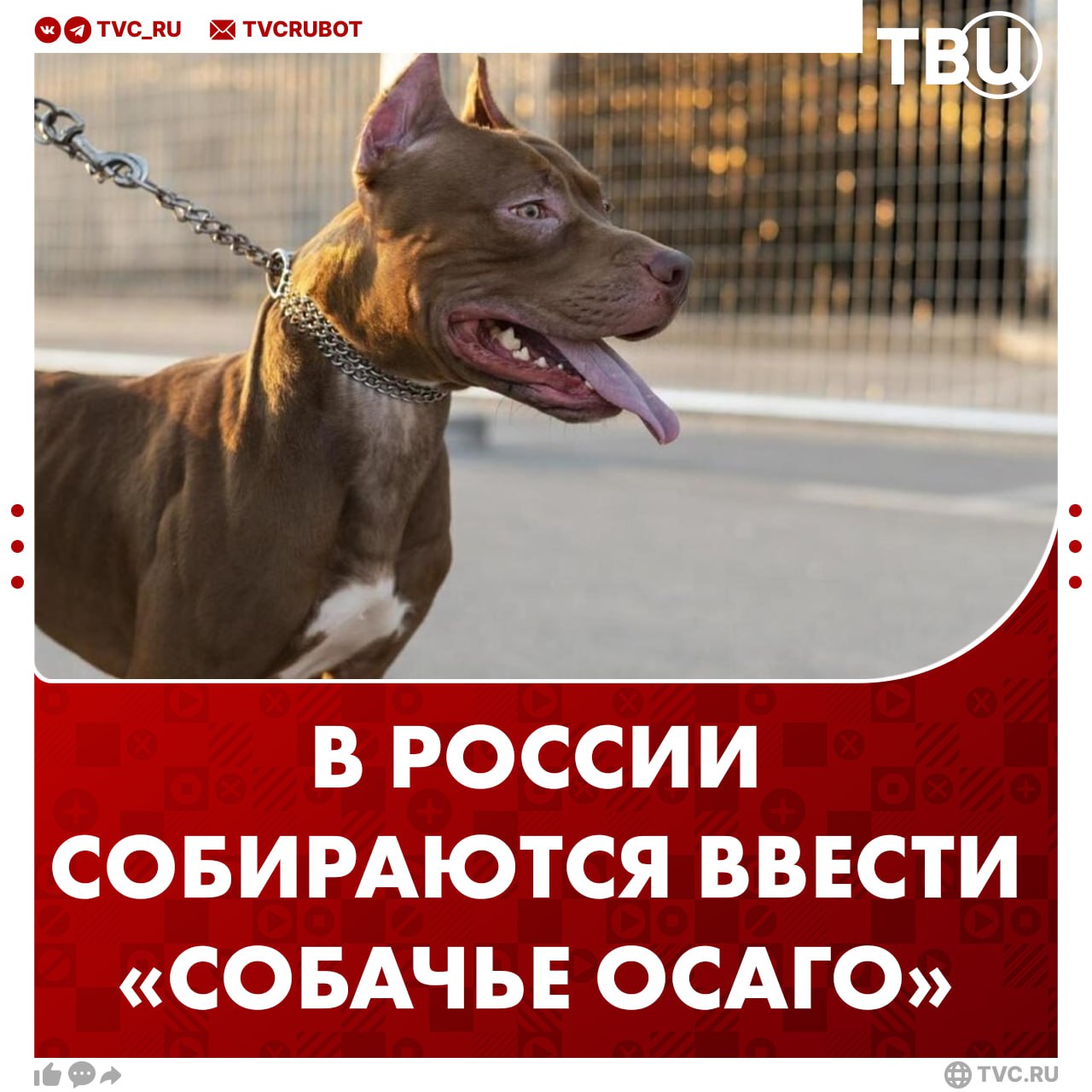 Ввести обязательную страховку для владельцев потенциально опасных собак хотят в России Если животное нападет на человека то пострадавшему будет положена компенсация до одного миллиона рублей заявили в Госдуме В случае если пес испортил имущество выплата до 200 тысяч рублей Зачастую владельцы агрессивных псов своей вины не признают и пострадавшему потом сложно доказать факт нападения а уж получить материальную компенсацию на лечение или восстановление тем более отметил в разговоре с Известиями депутат Дмитрий Новиков Ранее в России предложили расширить список опасных пород собак Подписаться на ТВЦ в MAX Нужен такой проект в России