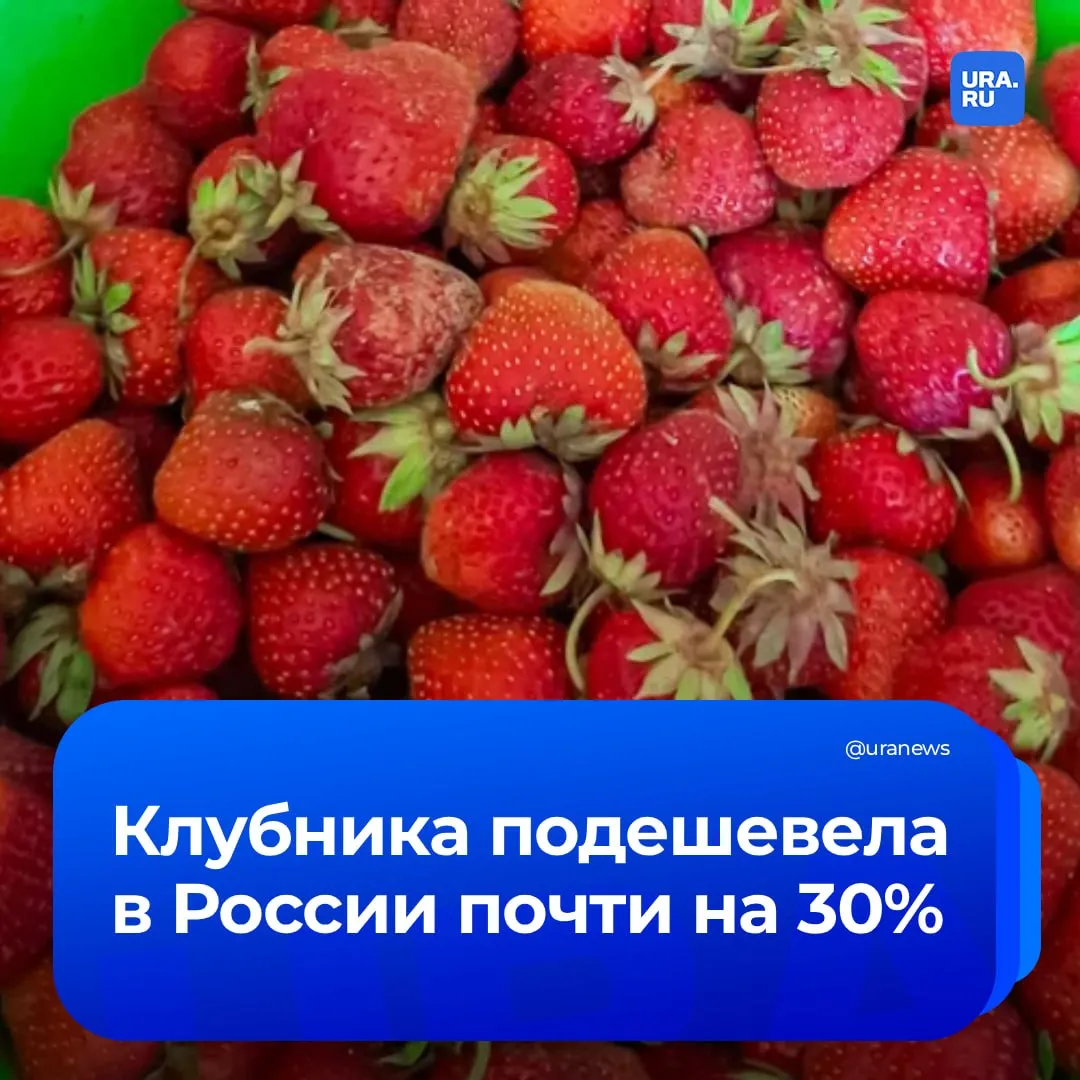 Цены на клубнику в России упали на треть сколько стоит ягода в мае Стоимость клубники в российских магазинах в середине мая снизилась до 800 рублей за килограмм что на 28 ниже апрельских показателей Как сообщил председатель президиума АКОРТ Станислав Богданов еще в начале апреля цены стартовали от 1120 рублей Подписаться на URA RU мы в MAКС