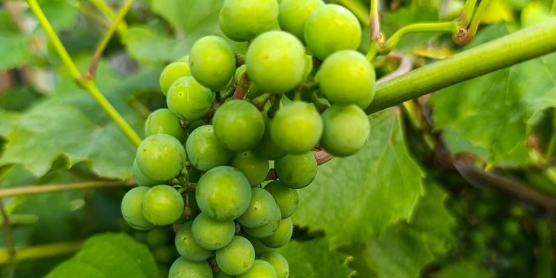 Поставки винограда в Россию в 2025 году рекордно выросли втрое до 47 7 тысячи тонн сообщает РИА Новости со ссылкой на данные таможни КНР Стоимость экспорта при этом увеличилась в 3 2 раза и составила чуть больше 81 млн что также стало новым рекордом За год Россия укрепила свои позиции среди основных покупателей китайского винограда и поднялась с десятого на шестое место В пятерку лидеров входят Вьетнам 180 5 тысячи тонн Таиланд 122 1 тысячи Индонезия 110 3 тысячи Киргизия 96 2 тысячи и Филиппины 83 7 тысячи тонн