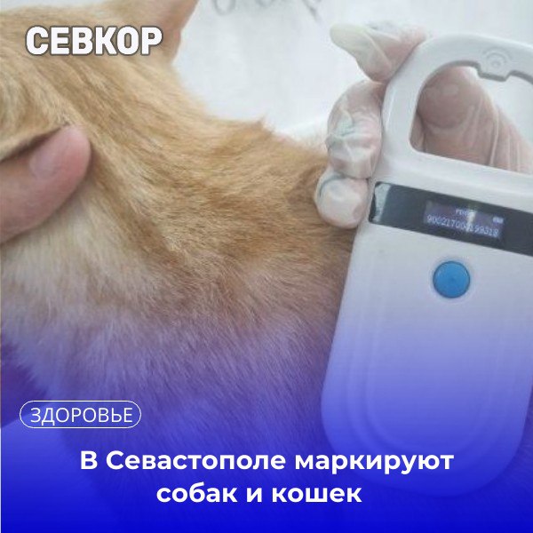 В Севастополе с начала года больше 400 собак и кошек получили электронную маркировку в госветклинике Процедура чипирования занимает несколько минут и по ощущениям похожа на обычный укол Микрочип изготовлен из биоорганического материала не вызывает дискомфорта не отторгается не мешает животному и остаётся с ним на всю жизнь рассказала ветеринарный врач Наталья Антоненко После чипирования данные о владельце и его питомце вносятся в единую базу идентифицированных животных и любой ветеринар в любой клинике может просканировать чип и узнать необходимую информацию о животном и его владельце Читайте Севкор