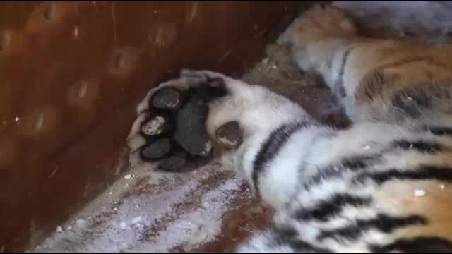 Две самки амурского тигра прибыли в Московский зоопарк для программы сохранения