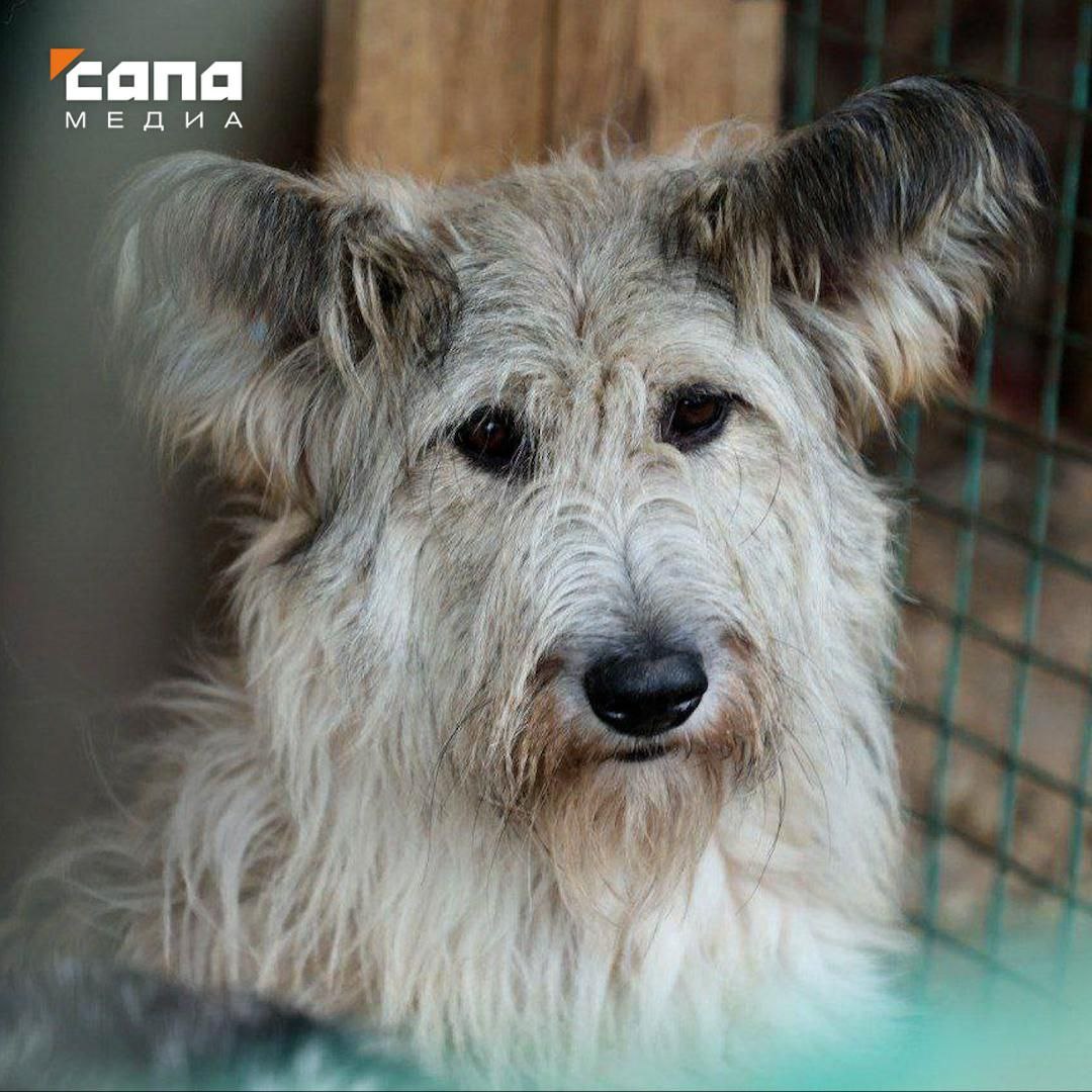 Во Владпитомнике объявили карантин из за чумки Сотрудники приюта выявили около 60 зараженных животных В управлении ветеринарии сообщили Сапе что болезнь обнаружили в конце прошлого года В лечении собакам помогают сотрудники питомника волонтеры и ветеринары Из за эпидемии в приюте ввели карантин Выдачу и прием животных а также посещения на время запретили Приходить в приют по предварительной договоренности могут только волонтеры Чтобы привезти помощь необходимо сообщить заранее для оформления пропуска В сообщении укажите пожалуйста имя марку и цвет автомобиля для провоза на территорию также необходимо указать госномер примерное время приезда говорится в сообщении питомника Подписывайся на Сапа 15 Telegram МАХ