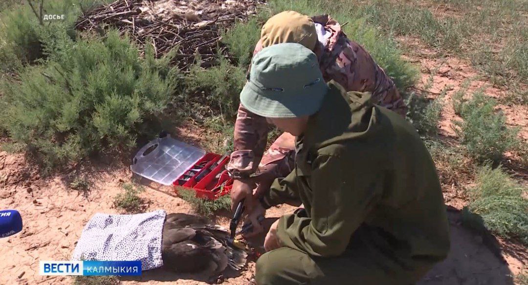 Сегодня свой профессиональный праздник отмечают те кто выбрал сферой своих научных интересов орнитологию В Калмыкии изучают птиц во всём их многообразии специалисты заповедника Чёрные земли Они работают на орнитологическом участке озере Маныч Гудило Изучают экологию и биологию редких и исчезающих пернатых а также маршруты их передвижения Быть в курсе Прислать новость Также подписывайтесь на наш новостной канал в MAX Вести Калмыкия