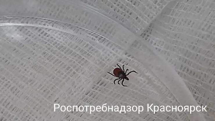 В Красноярском крае клещи стали активнее из за теплой погоды В Роспотребнадзоре рассказали что из за теплой погоды увеличилось число пострадавших от встреч с клещами Так за прошлую неделю с жалобами в медицинские учреждения обратились 113 человек Из них 30 дети Всего с начала сезона от клещей пострадали более 14 тысяч человек Заболели клещевыми инфекциями на прошедшей неделе 15 человек среди них 6 детей Фото Роспотребнадзор Красноярск Подписаться на sibnovosti ru предложить новость