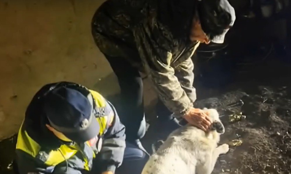 Воронежские инспекторы ГИБДД спасли раненую собаку после ДТП в Верхнехавском районе Иногда настоящие подвиги совершаются не по служебной инструкции а по велению сердца Именно так поступили инспекторы ДПС Геннадий Провоторов и Николай Шабунин из Верхнехавского района когда увидели что на дороге после аварии лежит травмированная собака Инцидент произошёл днём на улице Молодёжной в селе Большая Приваловка Водитель автомобиля Мазда сбил бездомную собаку которая часто бегала возле местных домов жители знали и подкармливали её Когда экипаж ДПС прибыл на место оказалось что животное живо но не может встать у него перелом задней лапы