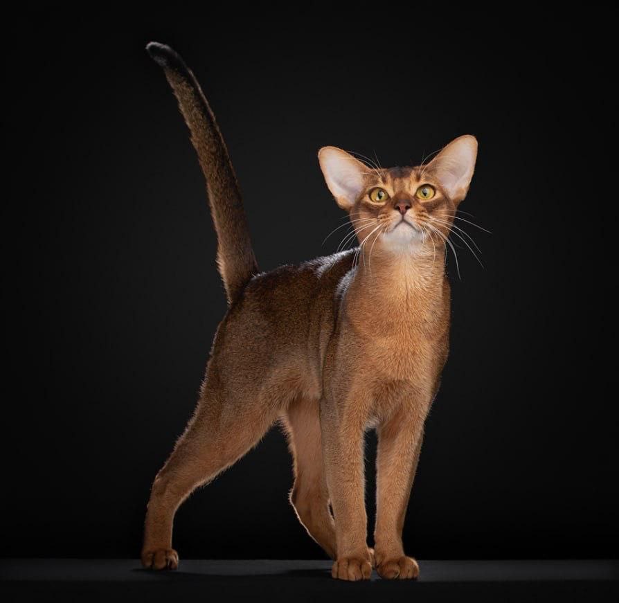 Котик абиссинской породы из России возглавил рейтинг Всемирной федерации кошек Он стал лучшим по сумме оценок полученных на различных выставках набрал за минувший год 19 7 тыс баллов Всего в список вошли сразу четыре кошки из России А вы что думали что мы в первый рабочий день 2026 года будем только одну политику обсуждать Будь с нами Хайли Лайкли