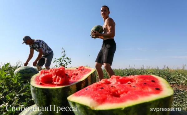 В Москве – египетские ночи, на Кубани жарко даже арбузам Синоптики предупредили об экстремальной жаре в Дальневосточном, Южном и Северо-Западном округах России. Самый высокий показатель, 40 градусов, ожидается в Калмыкии, Астраханской, Ростовской и Волгоградской области. Называть жару экстремальной или аномальной уместно, так как в метеорологии есть такое понятие. О нем говорит главный специалист метеобюро Москвы Татьяна Позднякова: «В метеорологии есть понятие „аномальная жара“. Оно работает тогда, когда аномалии температуры превышают отметку в 7 градусов и этот процесс длится непрерывно в течение пяти суток». Для столицы средней температурой в данный период является показатель в 24 градуса, в этом году воздух в мегаполисе прогревался до 34,1, что превышает норму почти на 10ºС. Кроме того, из-за аномальной жары и тропических ливней в столице появились необычные облака. Читать далее #Общество_СвободнаяПресса