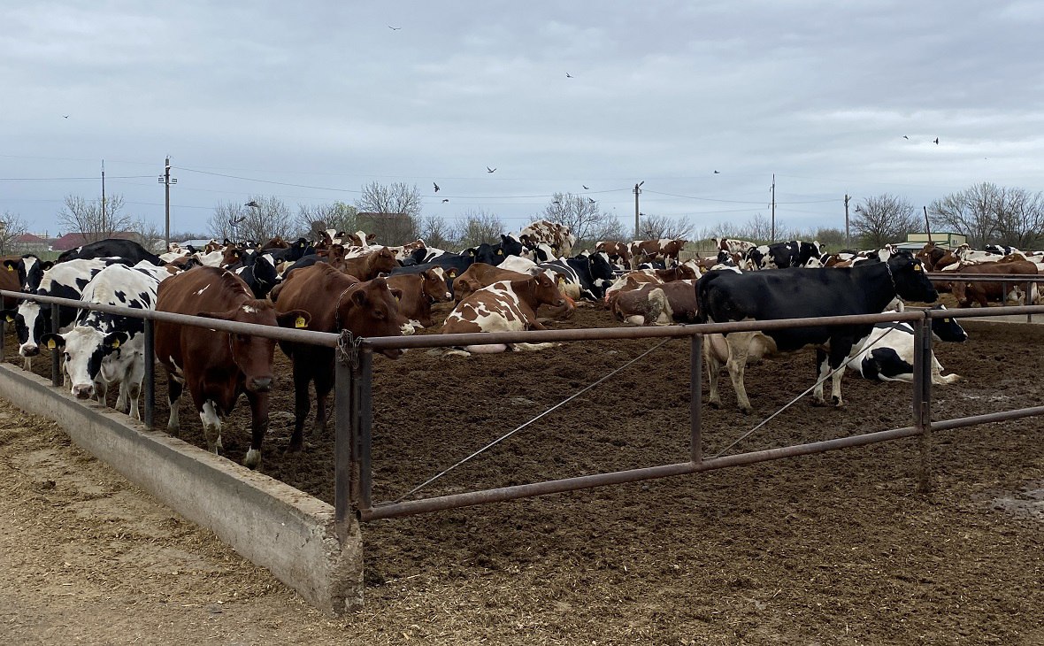 Объем производства молока на Ставрополье вырос на 5 в 2025 году Он достиг 595 4 тысяч тонн что на 4 7 больше в сравнении с показателем 2024 года В 2026 году господдержка производства молока составит 40 1 млн рублей В регионе также планируется реализация трех инвестпроектов Это позволит увеличить объемы выпуска молока АПК