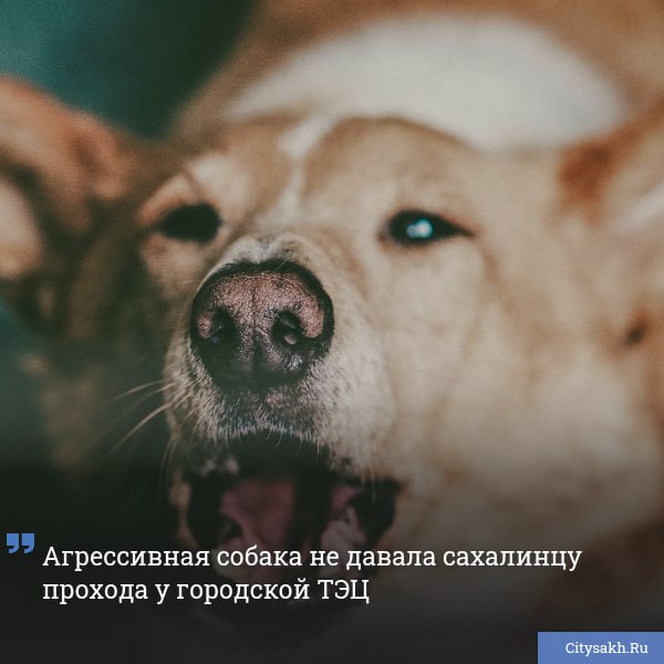 В Южно-Сахалинске обычная прогулка едва не закончилась ЧП: мужчина оказался заблокирован на тротуаре из-за агрессивной собаки, а помощь пришла только спустя полчаса.