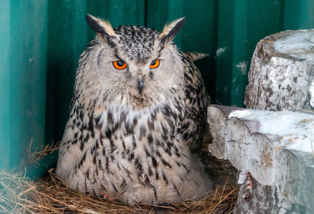 На улицах Челябинска запретят фотосъемку с животными   gubernia74 ru articles society 1138051 С 1 марта 2026 года в Челябинске вступит в силу запрет на фотосъемку с животными в общественных местах которые для этого не предназначены Решение приняла администрация города после обращений неравнодушных граждан под особое внимание попала эксплуатация сов на Кировке и в парке Гагарина   t me chgub