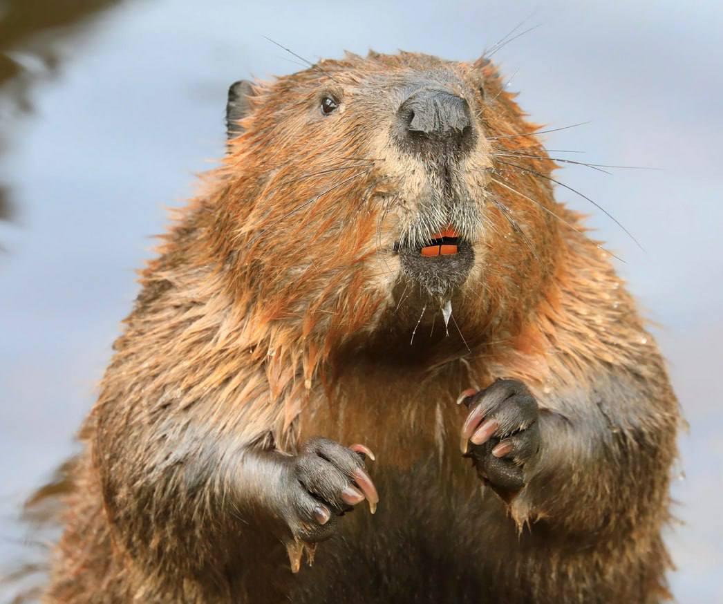 Польский язык самый эффективный для общения с искусственным интеллектом В университете Мэриленда протестировали работу крупных ИИ моделей включая ChatGPT Gemini Qwen Llama и DeepSeek на 26 языках Результат убил 1 е место занял польский с точностью 88 именно с этим языком ИИ лучше всего и точнее выполняет команды Теперь общение с нейронкой начинаем со слов О Курва