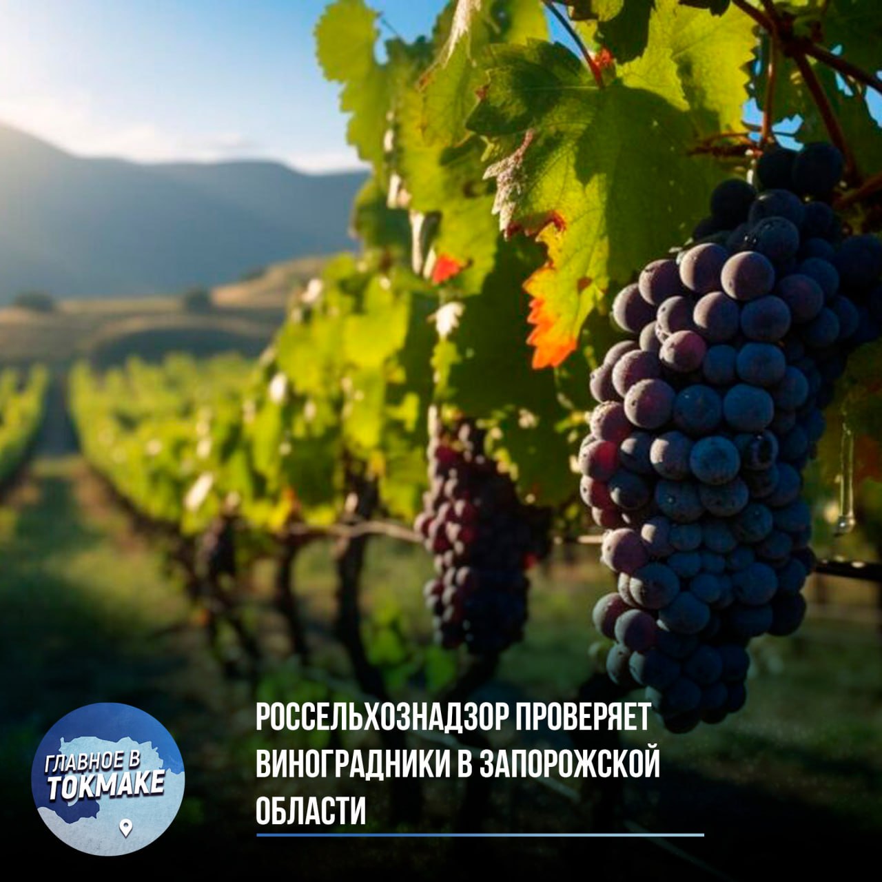 Россельхознадзор проверяет виноградники в Запорожской области   С первого июля Россельхознадзор начал проверку виноградников в Запорожской области, Крыму и Севастополе. В планах инвентаризация более 28 тыс. гектаров и сверка данных с Федеральным реестром.  Цель проверки заключается в попытке проследить качество виноматериалов и контроль за производством.