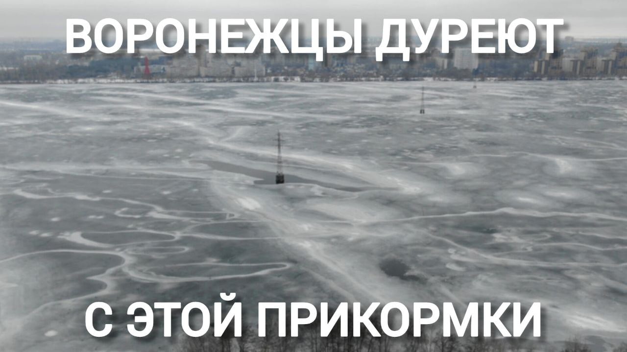 33 номинанта на премию Дарвина воронежца вышли на лёд водохранилища в новогодние праздники  2 января спасатели нашли 12 смельчаков; на следующий день таких уже стало 16, а 4 января – всего пять. Спасать из полыньи, к счастью, никого не пришлось.   Толщина льда сейчас всего 5-10 см. А промоины занесло снегом.   Большой воронежский. Подписаться