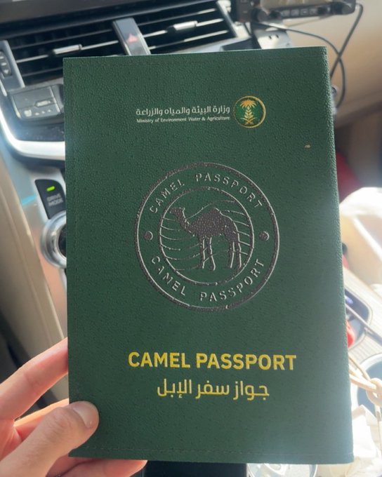 Верблюжьи паспорта будут выдавать в Саудовской Аравии Министерство окружающей среды водных ресурсов и сельского хозяйства вводит документы для горбатых чтобы поддержать рыночную стоимость верблюдов и повысить производительность верблюдоводства Подписаться на РИА Новости