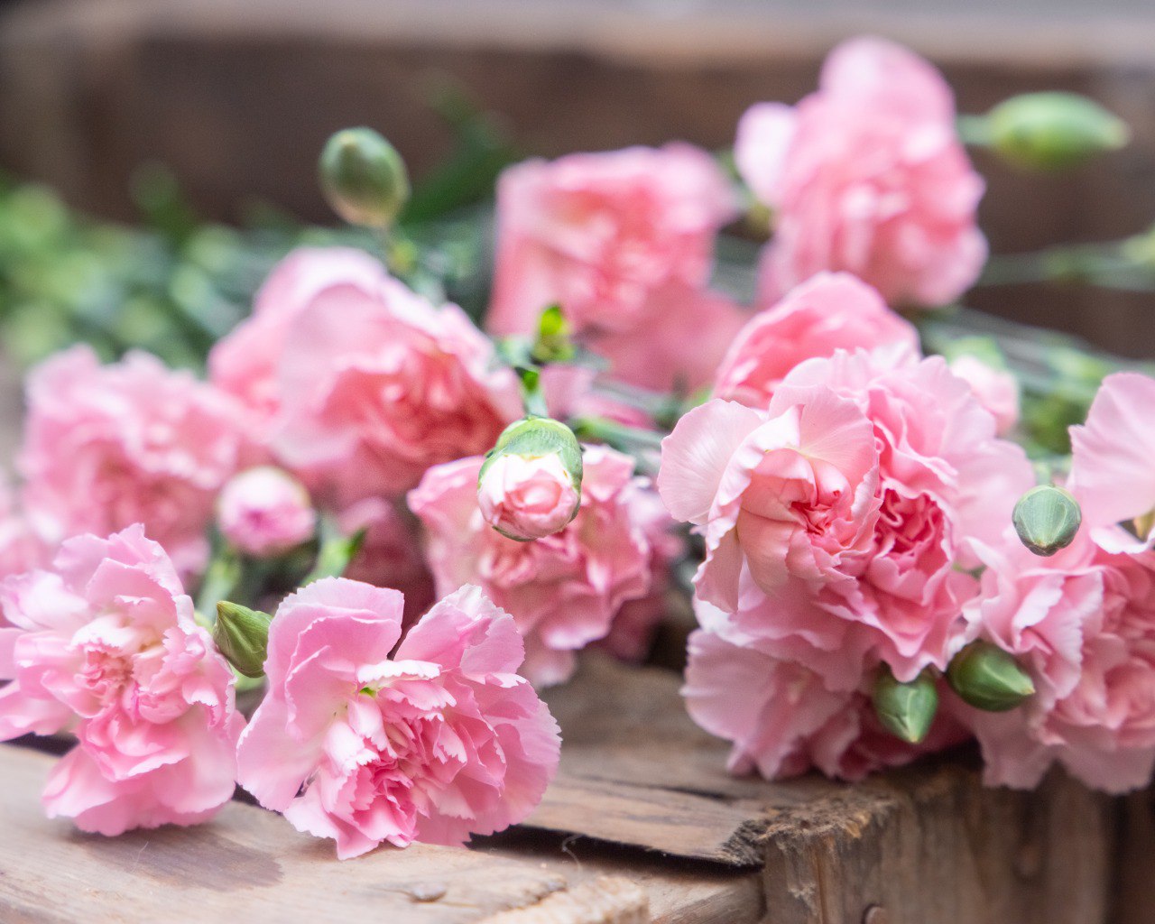 Почти 64 тысячи зараженных цветов уничтожат в Хабаровском крае В партии свежих цветов привезенных в Хабаровский край из Китая нашли карантинных вредителей Теперь всю партию почти 64 тысячи цветов уничтожат Запрещен ввоз 63 9 тысячи срезов свежих цветов из Китая в связи с выявлением в них карантинных для ЕАЭС объектов В срезах цветов эустомы гвоздик и гипсофилы выявлен западный цветочный трипс Frankliniella occidentalis Pergande в срезах хризантем выявлена белая ржавчина хризантем Puccinia horiana Henn рассказали в пресс службе Приморского межрегионального управления Россельхознадзора Источник Губерния