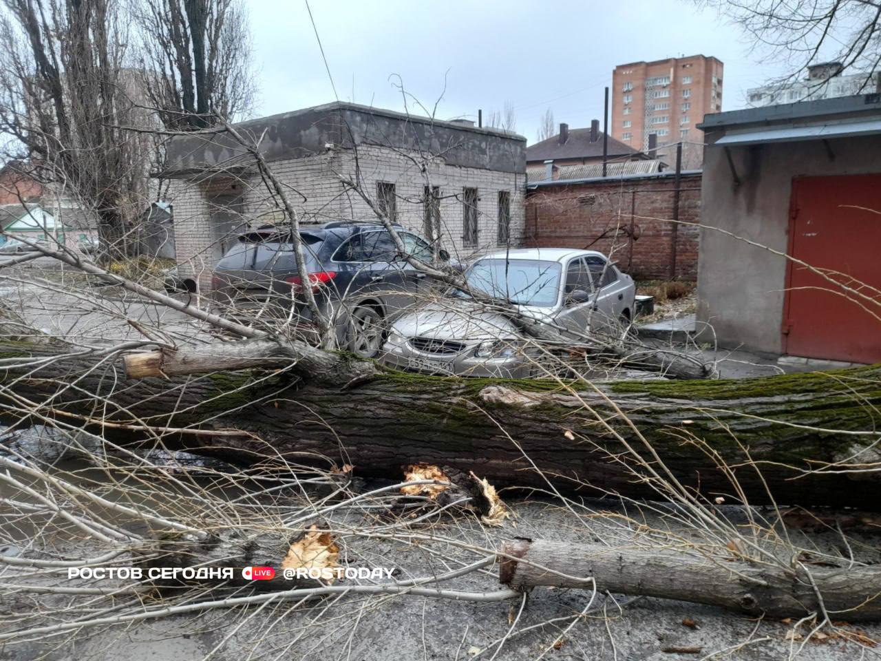 В Ростове на Металлургической огромное дерево рухнуло на два припаркованных автомобиля.    Новости Ростова