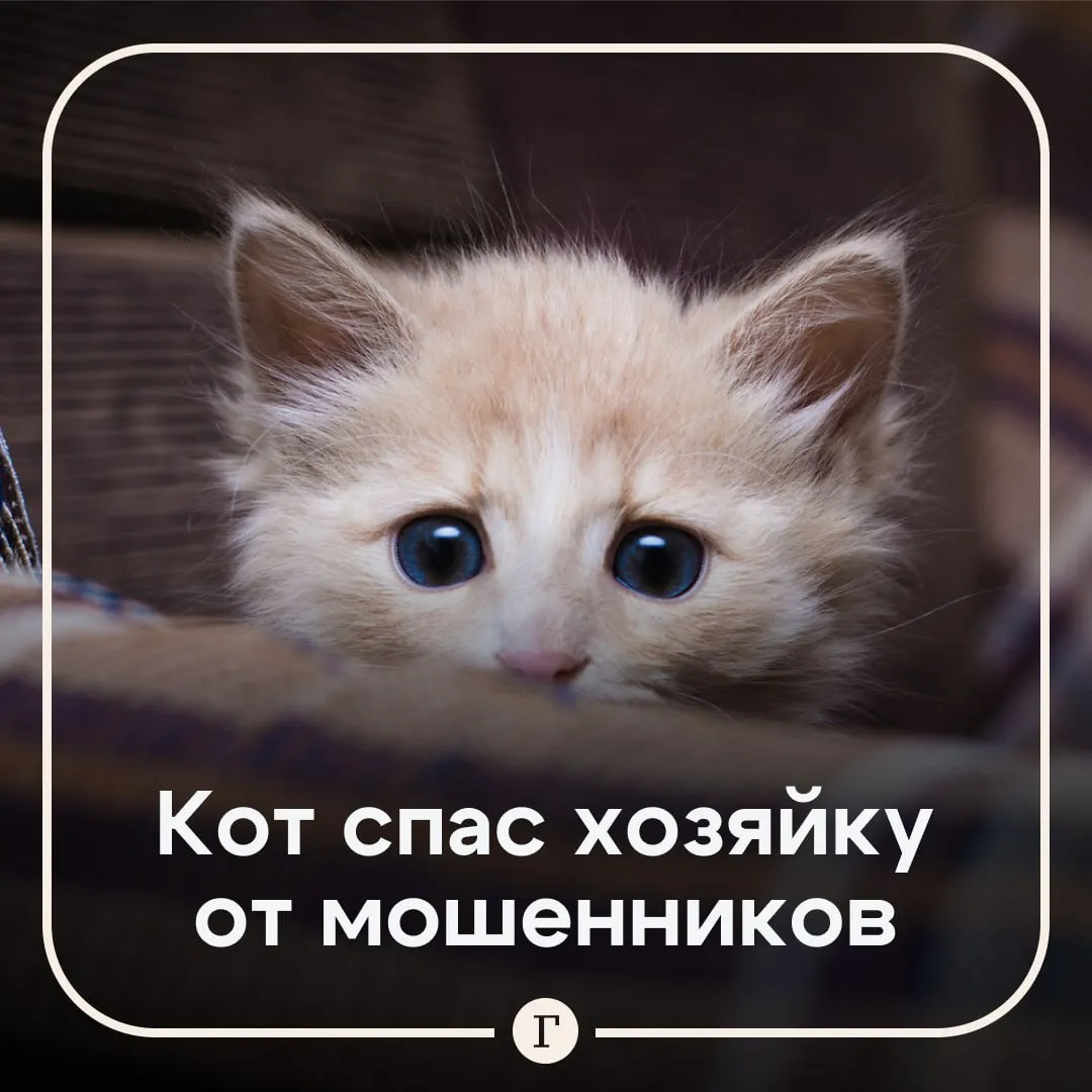 Кот сорвал подработку хозяйки на мошенников В Курской области сотрудницу школы пытались обмануть Все началось со звонка по поводу счетчиков тогда женщина и продиктовала код из СМС Затем ей взломали Госуслуги пригрозили Росфинмониторингом и предложили сделать безопасный счет Испуганная женщина перевела аферистам 840 тыс рублей Потом ее убедили что на нее оформили кредит под залог машины и предложили срочно продать авто Машину ушла за 1 5 млн и эти деньги тоже ушли в никуда Когда ее деньги закончились мошенники предложили курянке роль спасительницы Она должна была выручить пенсионерку от мошенников в другом регионе купила билет и уже собралась уезжать План сорвался из за кота питомца не с кем было оставить На помощь пришел брат который быстро понял что происходит и отвез женщину в полицию   пушистому