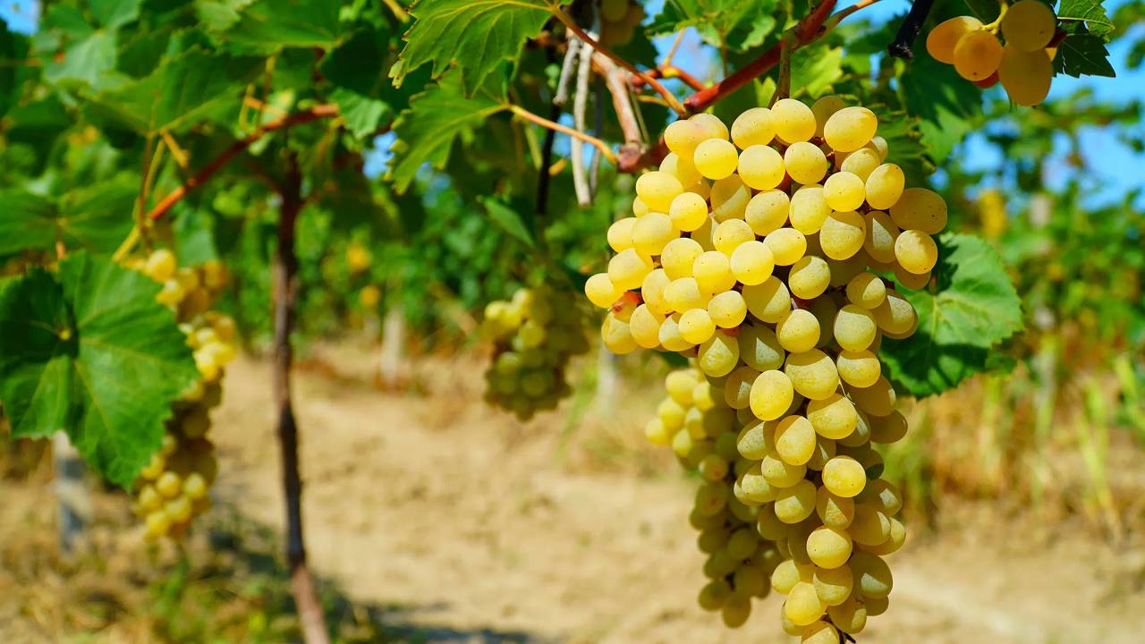 Дагестан собрал более 300 тысяч тонн винограда в 2025 году Валовой сбор винограда в Дагестане в 2025 году составил 302 1 тыс тонн Республика обеспечила 38 общероссийского урожая этой культуры Подпишись на ДП в МАХ