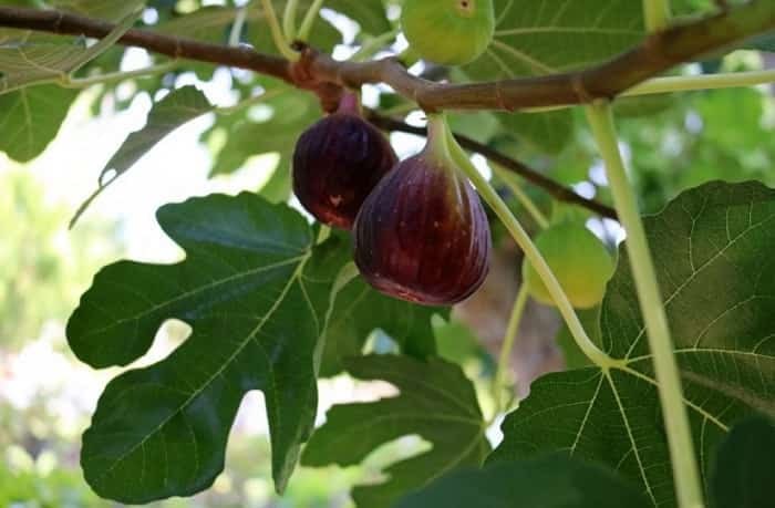 Сочинка заплатит 10 миллионов за вырубку 40 деревьев В Сочи женщину оштрафовали за незаконную вырубку деревьев и кустарников на участке по улице Виноградной Вместо подсобного хозяйства и кафе там появился пустырь Первоначально суд первой инстанции признал незаконным лишь факт уничтожения двух кустов инжира карийского занесенного в Красную книгу Краснодарского края и обязал выплатить 210 тысяч рублей Однако Краснодарский краевой суд изменил это решение признав незаконной вырубку всех растений и взыскав с ответчицы около 10 млн рублей Кубанские Новости Мы в MAX