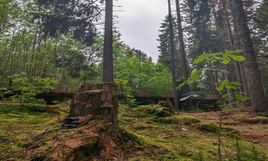 В 2025 году восстановят более 3,5 га леса Новосибирской области В рамках нацпроекта «Экологическое благополучие» в регионе активно ведутся работы по восстановлению лесов. В этом году посадки начались 21 апреля в южных районах. Уже восстановлено 55 га леса, а дополнено 90 га, сообщили в Минприроды. На 2025 год запланировано восстановление 3 649 га леса. Для этого потребуется более 4 млн сеянцев и саженцев. Новосибирская область также участвует в акции «Сад Памяти», где высадят 80 елей в честь 80-летия Победы. Прислать новость