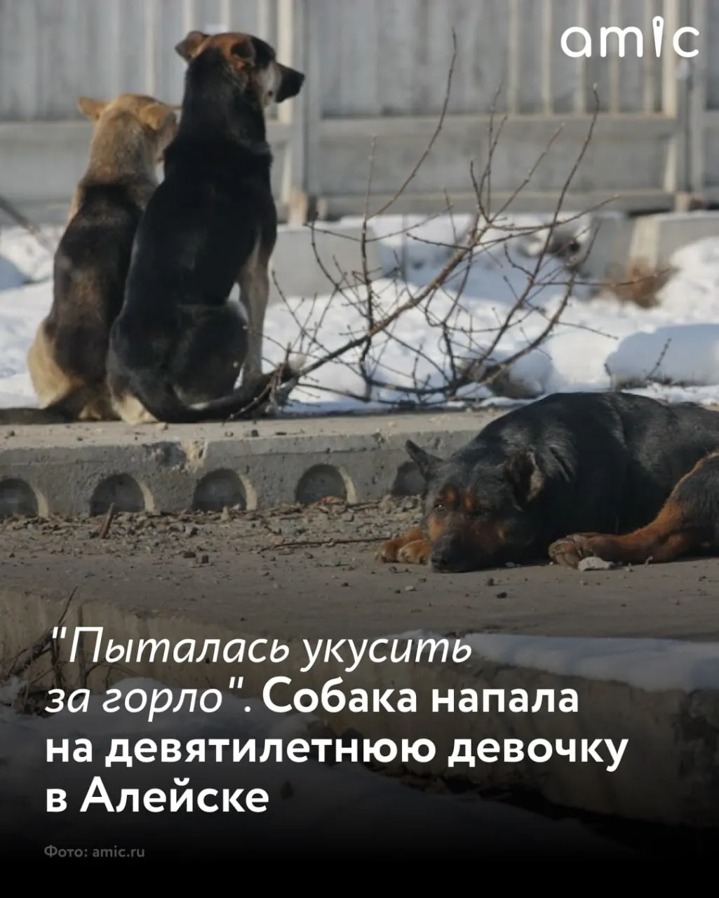 В Алейске девятилетняя девочка на которую в марте напала бездомная собака до сих пор находится на лечении в стационаре Инцидент произошел по дороге из школы сообщили в региональном отделении Народного фронта По данным общественников нападение случилось на улице Пионерской Школьница возвращалась из лицея когда на нее набросилась собака По словам представителей ОНФ животное в прыжке пыталось укусить за горло однако девочка смогла увернуться Тем не менее избежать травм не удалось собака вцепилась ей в ногу После происшествия ребенка госпитализировали и лечение продолжается до сих пор Родители пострадавшей обратились в прокуратуру и подали иск в суд Как сообщали в СК жители Алейска неоднократно жаловались на стаи животных которые проявляют агрессию По факту обращений было возбуждено уголовное дело Несмотря на это по словам общественников ситуация все еще остается напряженной Подписывайтесь на amic ru в Max