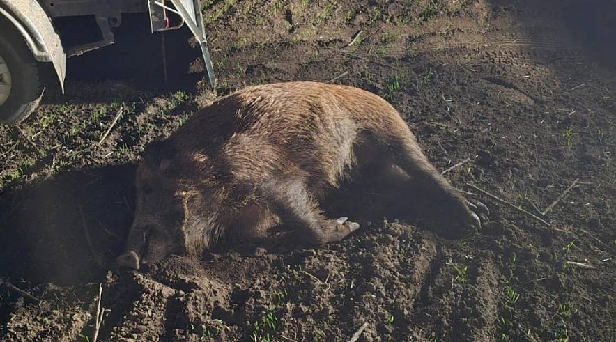 Браконьер застрелил восемь диких кабанов в Ростовской области В Семикаракорском районе Ростовской области задержали браконьера который незаконно застрелил восемь диких кабанов Об этом сообщила пресс служба министерства природных ресурсов и экологии региона Как говорится в публикации это были шесть самок и два самца У задержанного обнаружили охотничье ружье и тепловизор которые он использовал при охоте Размер ущерба причиненного объектам животного мира составил более 1 млн рублей Собранные материалы переданы в правоохранительные органы для возбуждения уголовного дела по ст 258 УК РФ Незаконная охота уточнили в министерстве Дончанам рассказали что охота на кабанов в настоящий момент разрешена Но только в закрепленных охотничьих угодьях при себе необходимо иметь разрешение на добычу копытных животных Подпишись на 1Rnd в МАХ Написать в редакцию