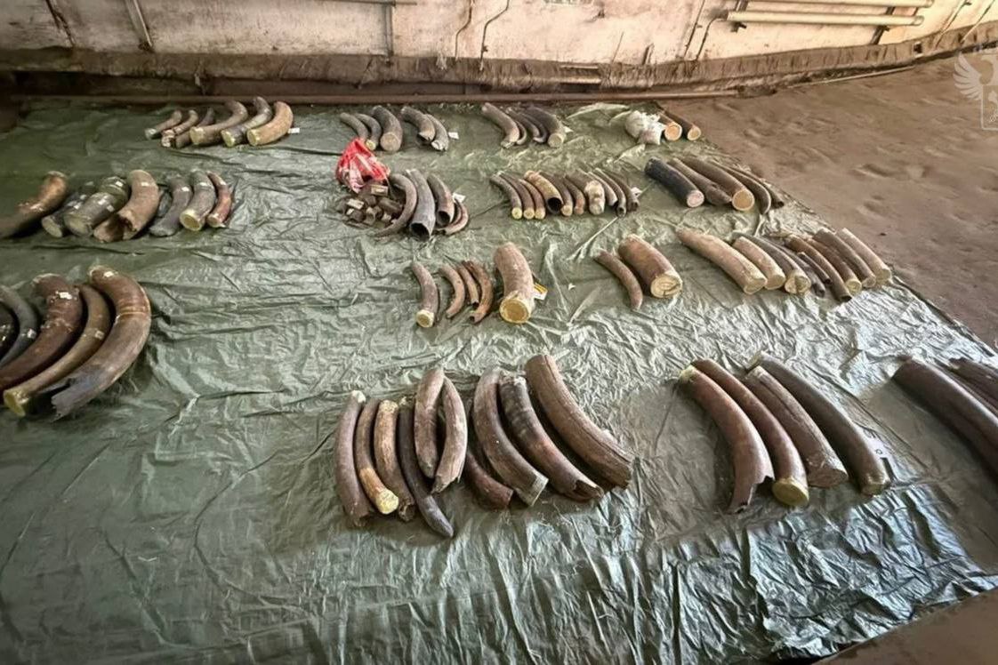 Почти тонну бивней мамонта нашли в чемоданах иностранцев в Благовещенске  Двух иностранцев задержали при попытке провезти через границу в Китай 15 чемоданов, заполненных бивнями мамонта. Никаких документов, подтверждающих законность владения и вывоза ценного груза, у мужчин не было.   Общий вес «расфасованных» по чемоданам бивней составил 939 килограммов. Завели уголовное дело за контрабанду в крупном размере. Иностранцам грозит до 10 лет лишения свободы и штраф до 1 миллиона рублей.    : ФНС России