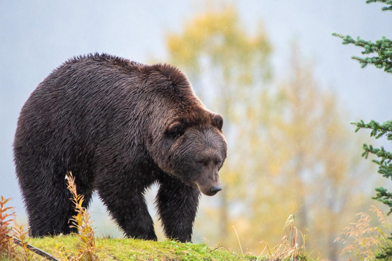 На Курилах медведь напал на охранника Инцидент произошел днем 27 октября неподалеку от поселка Рыбоводов в Курильске Медведь выскочил из зарослей бамбука прямо перед охранником который в тот момент направлялся к другу Контакт длился всего несколько секунд но мужчина успел получить укушенную рану ноги и вывих плеча Пострадавшего доставили в Курильскую ЦРБ его жизни ничего не угрожает По словам очевидцев зверь сам был напуган и после атаки быстро скрылся в лесу Специалисты лесничества теперь отслеживают его передвижение в районе происшествия Источник Общественно политическая газета Красный маяк Telegram Местное Подписаться на СахПресс Прислать новость