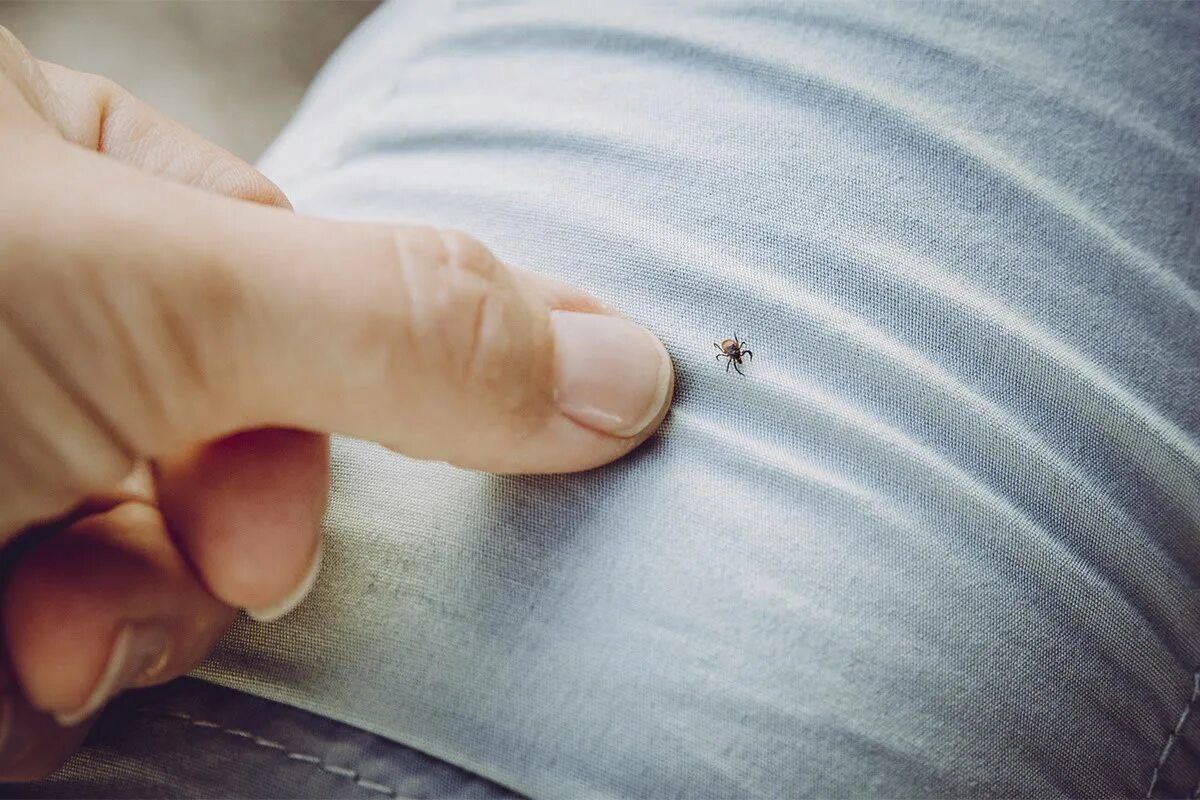В Томской области за неделю зарегистрировано 545 укусов клещей. У шести томичей подтвердилась болезнь Лайма. С 26 июня по 2 июля 545 человек, включая 104 ребенка, обратились за медпомощью после укусов клещей. Больше всего пострадавших в Томске и Томском районе 306 случаев . За текущий сезон зафиксировано 14 995 обращений, из них 6 случаев боррелиоза болезни Лайма . Среди опасных мест — Академгородок, деревня Чернильщиково, сёла Богашево и Вершинино. Также активность клещей отмечена в Асиновском, Зырянском районах и Стрежевом. Подписаться! Регион-70 Прислать новость