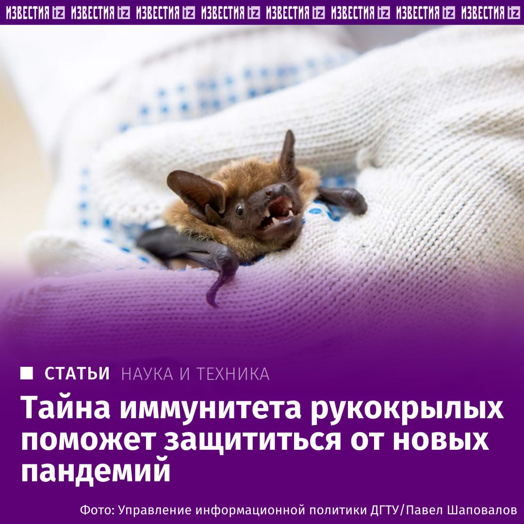 Данные об иммунитете летучих мышей помогут подготовиться к новым инфекциям Ученые Донского государственного технического университета Ростов на Дону с коллегами выяснили что бактерии живущие в кишечнике летучей мыши Nyctalus noctula рыжая вечерница выделяют биологически активные вещества с разными свойствами в зависимости от сезона и состояния хозяина Оказалось что бактерии из кишечника спящих мышей активнее вырабатывали вещества защищающие цепи ДНК от повреждений например разрывов в них Это означает что в условиях спячки микроорганизмы помогали клеткам животного избежать повреждения генетического материала рассказал Известиям директор Института живых систем Донского государственного технического университета Алексей Ермаков Полученные данные представляют несомненную ценность для практического здравоохранения рассказала Известиям врач медицинский микробиолог заведующая кафедрой медицинской микробиологии и иммунологии СамГМУ эксперт рынка НТИ Хелснет Ольга Кондратенко Они могут способствовать пониманию иммунологических и микробиологических механизмов лежащих в основе бессимптомного носительства патогенов у животных а также факторов определяющих особенности распространения этих инфекций в популяции людей Подробнее читайте в эксклюзивном материале Известий IZ RU в Telegram в MAX