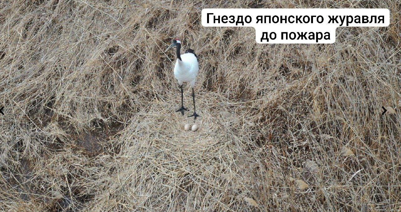 12 мая сотрудники Муравьевского парка и заказаника обследовали территорию и сообщили о первых масштабах ущерба, нанесенного сильным пожаром гнездящимся здесь популяциям журавлей и аистов. Это был самый масштабный пожар за последние 7 лет. Так здесь горело только в 2018 году, сообщил амурский ученый Антон Сасин. «После прошедшего 9-10 мая пожара обнаружено 3 сгоревших гнезда японских журавлей из 6, отмеченных в этом году в Муравьевском заказнике. В двух из них находились яйца, а в третьем гнезде журавли только приступали к откладке. Яйца с невылупившимися журавлятами погибли. У даурских журавлей гнезда уцелели, но пока птицы спасались от огня и отсутствовали на гнездах, некоторые кладки были разорены и съедены воронами. Также были уничтожены огнем несколько гнезд дальневосточного аиста, расположенные низко над землей. В гнездах тоже находились яйца», – рассказал ученый. Для японских журавлей весенние пожары – главная угроза, не дающая восстановиться популяции в Амурской области, отметил Антон Сасин.