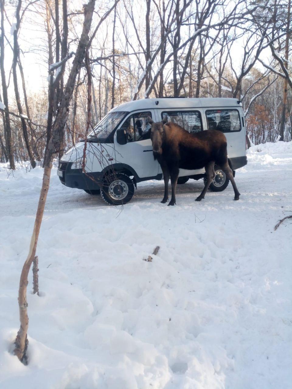 Общительные лоси из Зейского заповедника ждут амурчан в гости  Дирекция по охране и использованию животного мира поделилась фотографией, где самка величественного животного вышла к специалистам. Также они пригласили жителей региона на экскурсию в природный парк.  В прошедшем году численность рогачей здесь возросла, отмечают сотрудники центра. Новорожденными детенышами порадовали две лосихи.