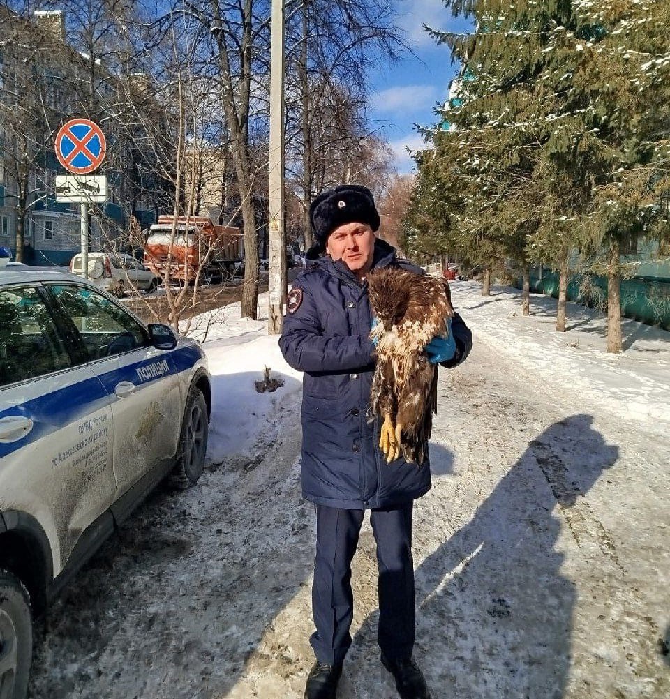 В Татарстане спасли краснокнижного орлана-белохвоста     В Алексеевском районе автоинспекторы заметили, как пернатый хищник устроил ДТП врезался в легковушку и вызвали на помощь ветеринаров.      К счастью, птица отделалась лишь сильным испугом, но ее на всякий случай отправили на больничный в реабилитационный центр в Зеленодольском районе.    Подписаться на «Вечерку»