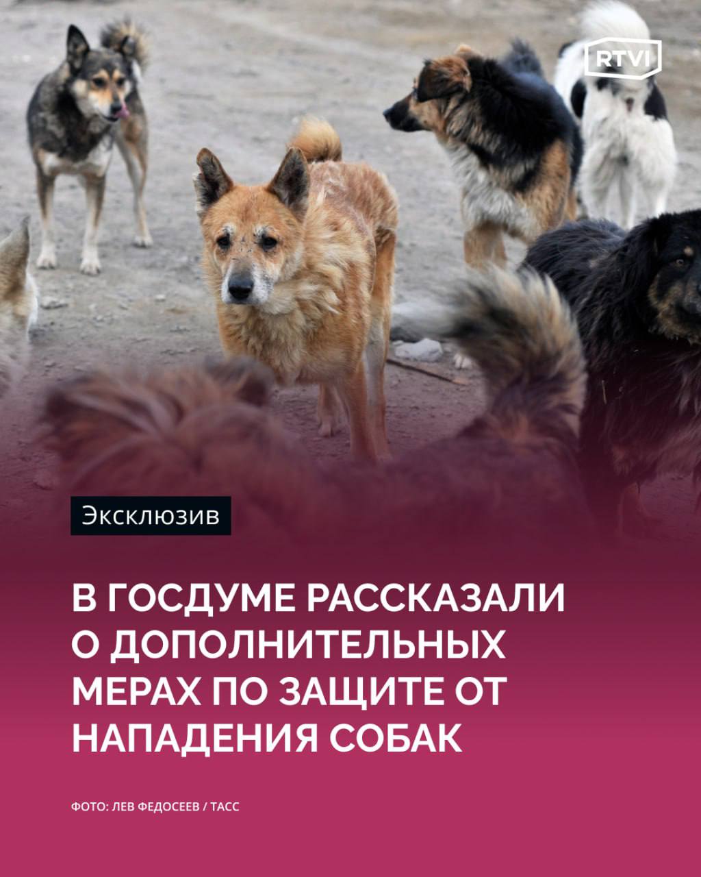 В Госдуму внесут законопроект о едином номере, куда можно звонить в случае нападения бездомных собак или же сообщать туда о стаях Об этом рассказала глава комитета Госдумы по защите семьи Нина Останина, передает корреспондент RTVI. Законопроект готовятся внести в нижнюю палату парламента на текущей неделе, отметила парламентарий. Один из авторов поправок Владимир Самокиш пояснил, что такой единой службой должна стать «112». В то же время, по его словам, над системой информирования работает и Минцифры. «Служба „112“ будет уже, по сути дела, главным инструментом для человека, чтобы три цифры набрал, сообщил либо снял видео, куда-то переслал и так далее. Но это уже дальнейшие, скажем так, шаги, когда можно использовать Госуслуги, какие-то продукты Минцифры — мы знаем, что там тоже есть такая работа», — сказал Самокиш. Какие еще меры обсуждались за заседании — в материале RTVI